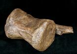 Ornithischian Dinosaur Caudal Vertebrae - Montana #12371-2